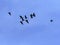 Large flock of flying Greylag goose Anser anser, in the Hortobagy National Park, Hungary