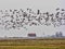 Large flock of flying Greylag goose Anser anser, in the HortobÃ¡gy National Park, Hungary