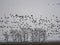 Large flock of flying Greylag goose Anser anser, in the HortobÃ¡gy National Park, Hungary