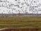 Large flock of flying Greylag goose Anser anser, in the HortobÃ¡gy National Park, Hungary