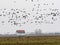 Large flock of flying Greylag goose Anser anser, in the HortobÃ¡gy National Park, Hungary