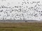 Large flock of flying Greylag goose Anser anser, in the HortobÃ¡gy National Park, Hungary