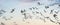 A large flock of geese silhouetted against a blue and white sky. Movement, selective focus. Panorama, long cover, social