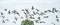 A large flock of geese silhouetted against a blue and white sky. Movement, selective focus. Panorama, long cover, social
