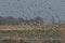 A large flock of Golden Plover, Pluvialis apricaria, taking off from where they have been resting in a water logged field after a