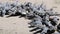 A large flock of gray and brown pigeons eats brought food