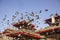 large flock of gray pigeons flying in a clear blue sky over the red roofs of ancient Asian temples