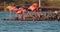 Large flock of incredible pink flamingos feeding and bathing in a shallow salt pan in Curacao