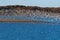 Large flock of Laughing Gulls taking flight over a sand bar