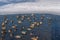 A large flock of mallard ducks Anas platyrhynchos feeding in the open water of a city park on a frosty winter day