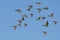 Large Flock of Mallard Ducks Flying in a Blue Sky