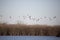 Large Flock of Mallard, Gadwall, and Wigeon Ducks
