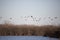 Large Flock of Mallard, Gadwall, and Wigeon Ducks