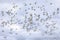 Large flock of migrating snow geese heading north in autumn in Canada