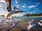 Large flock of Pelicans sea birds on beautiful beaches of Gold