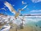 Large flock of Pelicans & sea birds on beautiful beaches of Gold Coast Australia