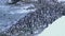 Large flock of penguin Gentu that goes to the shore of the Antarctic island in winter evening