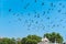 A large flock of pigeon birds in blue sky at the historical Red Fort of Delhi. Nature returns to deserted tourist places in urban
