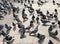 Large flock of pigeons feeding in the city square