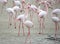 Large flock of pink flamingos rest on the sand