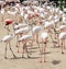 Large flock of pink flamingos rest on the sand.