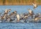 Large flock of red-crested pochard Netta rufina take off.