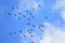 Large Flock of Sandhill Cranes flying high in the blue sky.