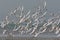 A large flock of a Sandwich tern