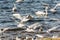 Large flock of seagulls geese swans in a city park