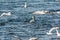 Large flock of seagulls geese swans in a city park