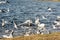 Large flock of seagulls geese swans in a city park