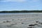 A large flock of seagulls or Larus canus, sitting on the beach at low tide overlooking the ocean, in Cape Scott Provincial Park