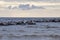 A large flock of seagulls are sitting on rocks in the blue sea.