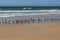 Large Flock of Seagulls Standing on the Beach