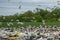 Large flock of seagulls and storks looking for food in the trash