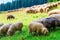 A large flock of sheep on a green meadow on a slope of mountains