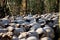 Large flock of sheep moving along a road