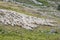 Large flock of sheep on Terminillo barren slopes, near Rieti, Italy