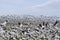 A large flock of Snow Geese