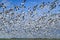 Large flock of snow geese flying against blue sky