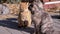 A Large Flock of Stray Cats is Sitting on Paving Slabs, Waiting for Feeding