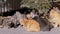 A Large Flock of Stray Cats is Sitting on Paving Slabs, Waiting for Feeding