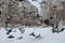 A large flock of street pigeons birds flies by