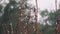 Large flock of Tree Swallows perched and flying on brown branches in soft morning light