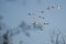 Large Flock of Tundra Swans Flying Over the Marsh