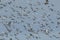 A large flock of wading birds flying in the blue sky at a coastal estuary in the UK.