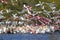 Large Flock of Water Birds Feeding