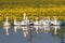 A large flock of white domestic geese swiming on the lake