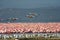 Large flock of wild birds