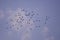 A large flock of wild pigeons flying in the summer sky. Columba palumbus birds in freedom